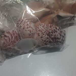 Natural Sea Shell Decorative Mix - Pink and Cream Scallop Shells